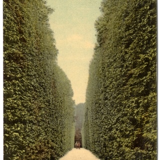 Aleja w parku pałacowym hr. Potockiego (1908)